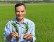 Một nông dân tỉnh Vĩnh Long trồng thứ lúa gì mà bán giá “trên trời” các doanh nghiệp vẫn tranh mua?